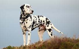 高清晰黑白斑点犬Dalmatian壁纸下载