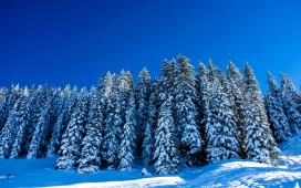 高清晰蓝色雪树壁纸