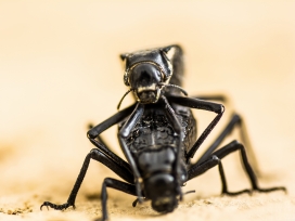 高清晰黑色蚂蚁昆虫壁纸