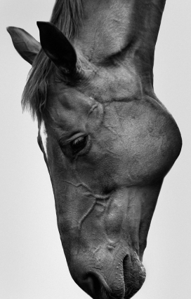 The Horse-多才多艺的Sarah McColgan摄影作品-她创造了一系列以马为酷酷的黑白肖像照片画像主题