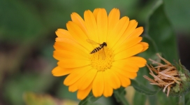 黄花上的小蜜蜂