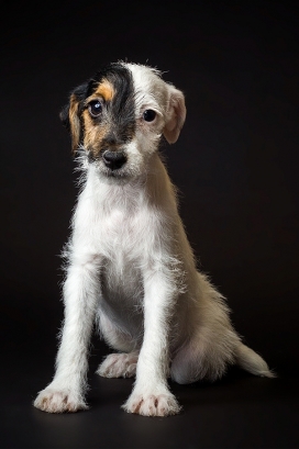 Puppies portrait-小狗的肖像