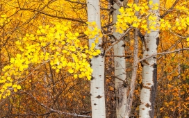 高清晰秋季白桦树桌面壁纸下载