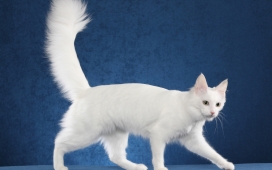 高清晰白色土耳其安哥拉猫