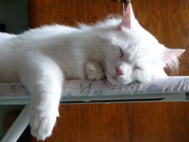 高清晰可爱的小白猫壁纸