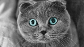 苏格蓝眼睛兰折猫壁纸