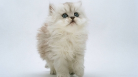 高清晰可爱的波斯小猫