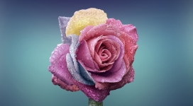 五颜六色带水珠的玫瑰