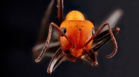 高清晰橙色蚂蚁微距壁纸