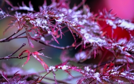 日本雪花红枫叶树