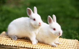 高清晰两只白色兔子壁纸