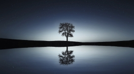 孤单的湖树