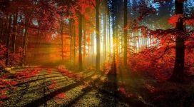 阳光下的秋季枫树壁纸
