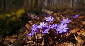 春季紫花花