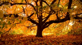 树下的秋色