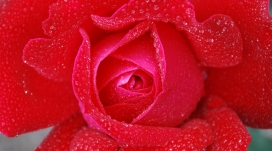 红色水滴玫瑰花