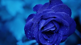 高清晰带水珠的蓝色玫瑰花壁纸