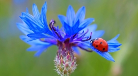 蓝色花瓣上的红色七星瓢虫
