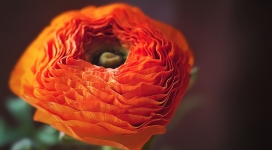 橙色波斯毛茛花