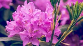 紫色的杜鹃花
