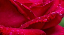 高清晰带水珠的红色玫瑰花壁纸