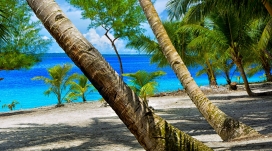蓝色的海滩岛棕榈树壁纸