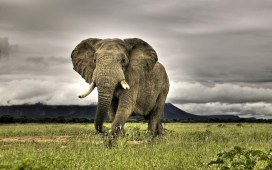 行走在南非热带稀树草原马拉克勒国家公园的非洲大象