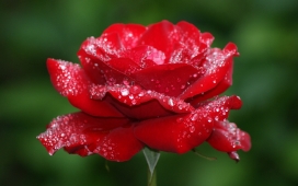 带水珠的红色玫瑰花瓣
