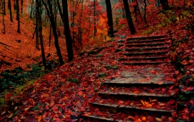 堕落的秋叶石梯