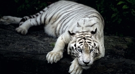 睡觉的白老虎