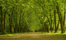 高清晰绿色森林路壁纸