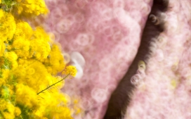 粉红色背景的黄花
