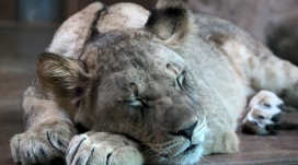 睡觉中的母狮