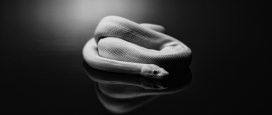 Black on White Snake-蛇黑白摄影图