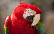 高清晰红色金刚鹦鹉鸟