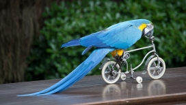 骑单车的蓝色鹦鹉壁纸