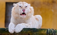凶悍的白狮子