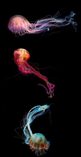 MEDUSA-漂亮的五彩水母