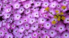 高清晰紫色花与自然壁纸