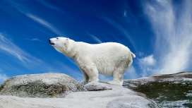 高清晰北极熊壁纸