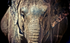高清晰非洲大象写真壁纸