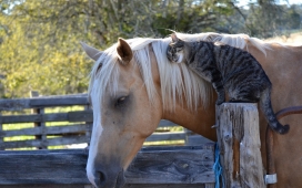 站在木桩上与马在一起的猫