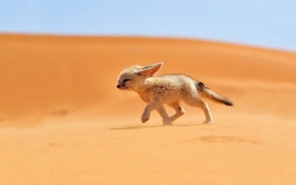 沙漠中奔跑的胡狼