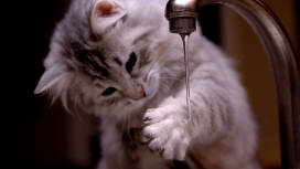玩自来水的猫