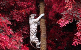 爬树的老虎