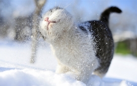 玩雪的黑白猫
