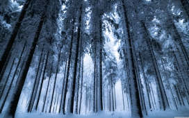 高清晰冬季森林树壁纸