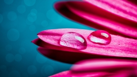 粉红色的非洲菊