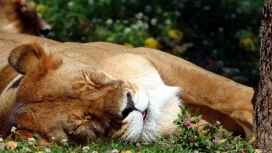 高清晰睡觉的母狮子壁纸