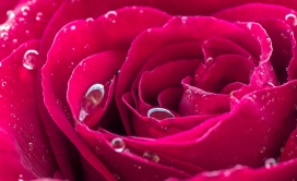 高清晰红色水滴玫瑰花壁纸